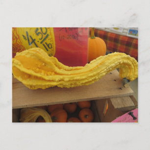 Postal Calabaza nudosa