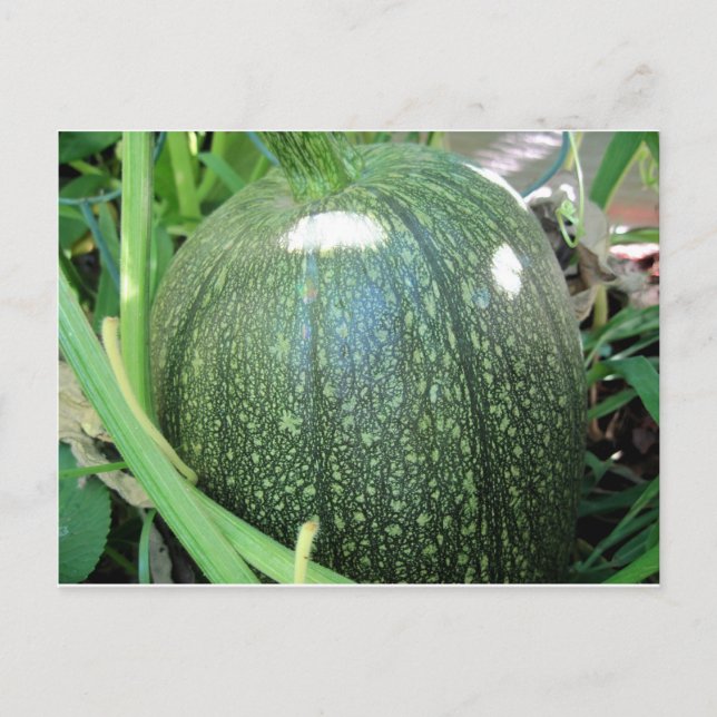 Postal Calabaza verde (Anverso)