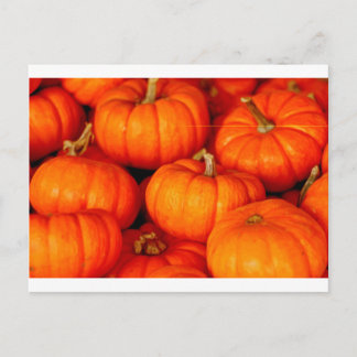 Postal Calabazas