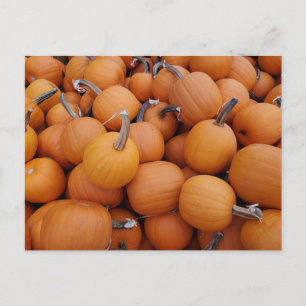 Postal Calabazas
