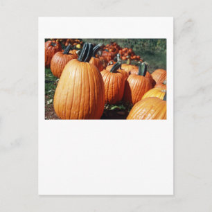 Postal Calabazas
