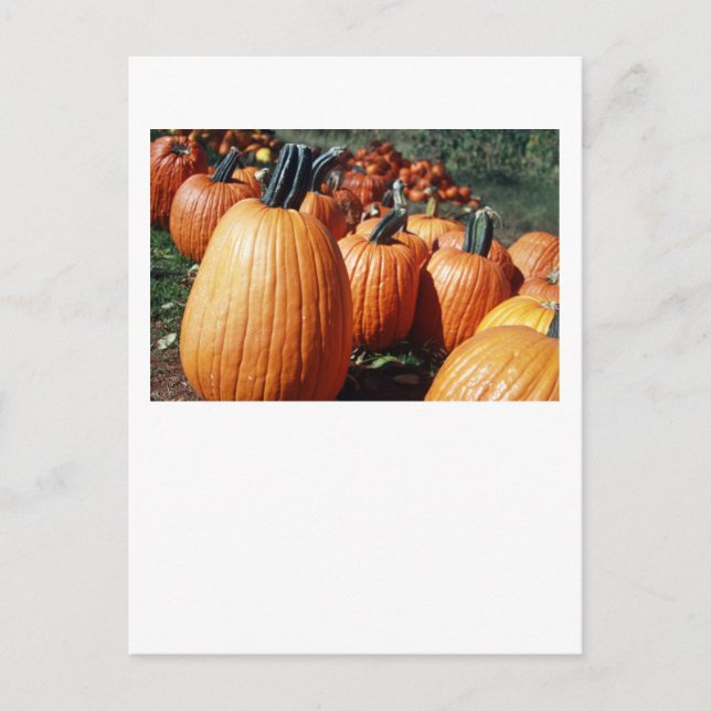 Postal Calabazas (Anverso)