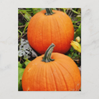 Postal Calabazas