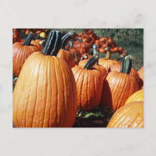 Postal Calabazas