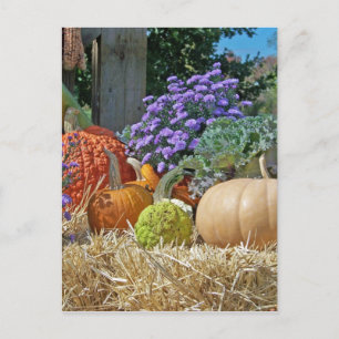 Postal Calabazas caen otoño flores moradas paz arte amor