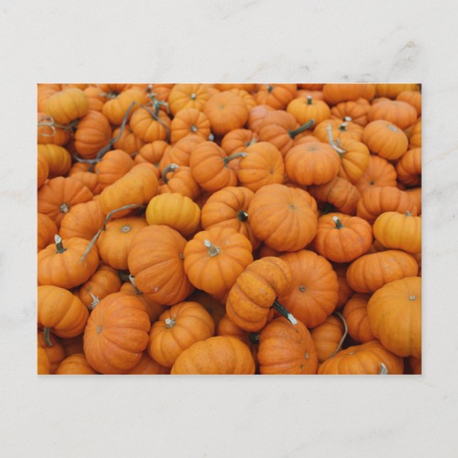 Postal Calabazas de Acción de Gracias (Anverso)