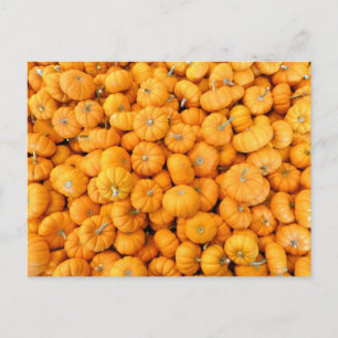 Postal Calabazas de cosecha de Naranja pequeño