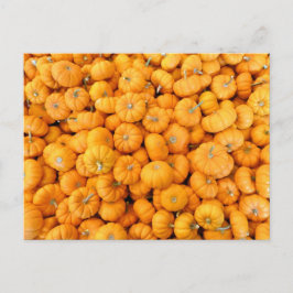 Postal Calabazas de cosecha de Naranja pequeño