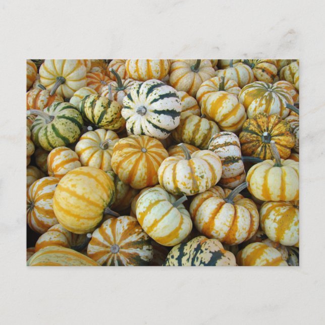 Postal Calabazas de otoño naranjas y verdes (Anverso)