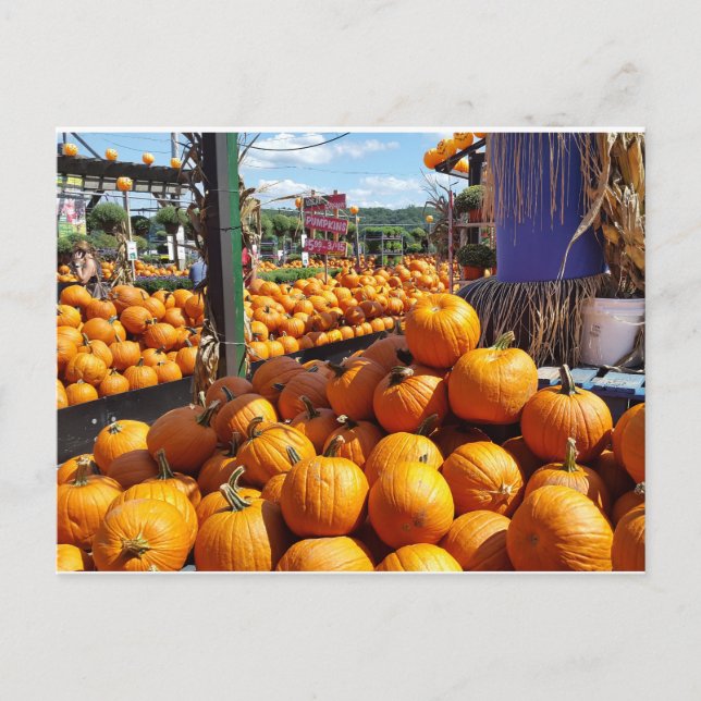 Postal calabazas en el mercado (Anverso)