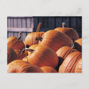 Postal Calabazas en un cajón