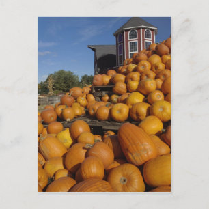 Postal Calabazas en una granja en otoño cerca de Concord,