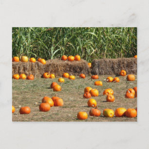 Postal Calabazas, maíz y heno Fotografía de la cosecha de
