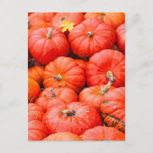 Postal calabazas Naranjas en el mercado, Alemania