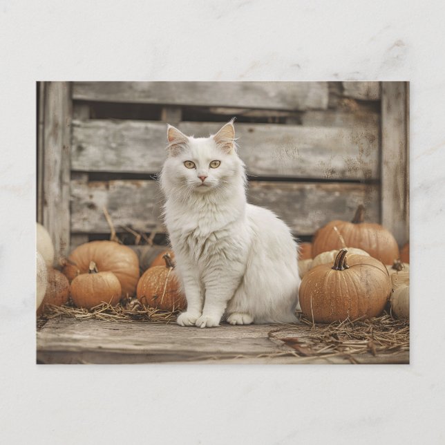 Postal Calabazas otoñales de la cosecha del gato blanco (Anverso)