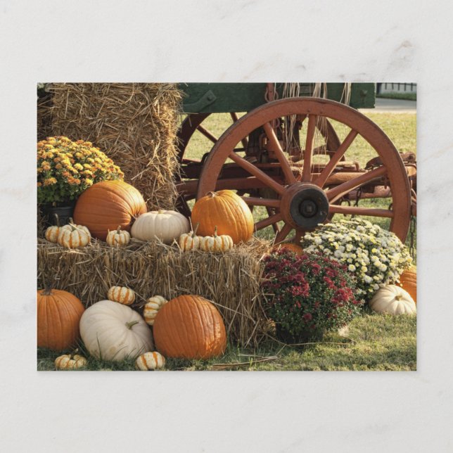 Postal Calabazas Otoño Y Pantalla De Mamá (Anverso)