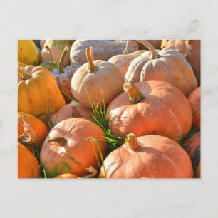 Postal Calabazas soleadas