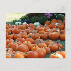 Postal Calabazas y crisantemos Fotografía de la cosecha d