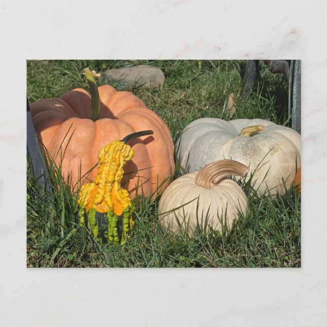 Postal Calabazas y garras (Anverso)