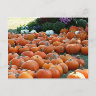 Postal Calabazas y Mamáes Fotografía de la cosecha de oto