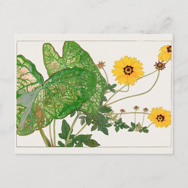 Postal Caladio con hojas de aluminio, Coreopsis de Taniga (Anverso)