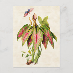 Postal Caladium Vintage Botánico