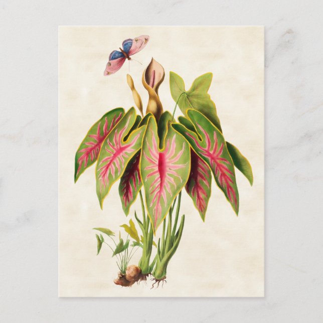Postal Caladium Vintage Botánico (Anverso)