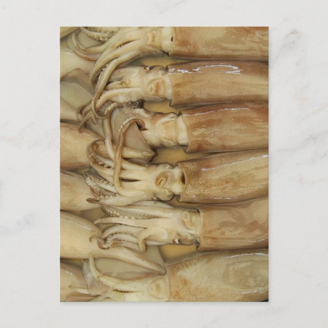 Postal Calamar - Calamares (Anverso)