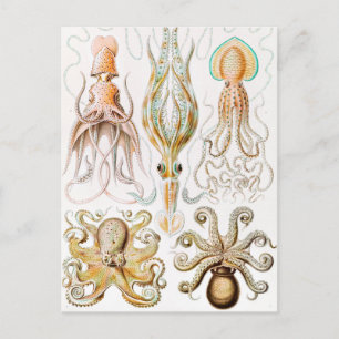 Postal Calamar del pulpo, Gamochonia por Ernst Haeckel