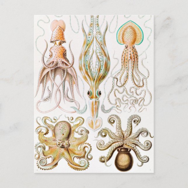 Postal Calamar del pulpo, Gamochonia por Ernst Haeckel (Anverso)