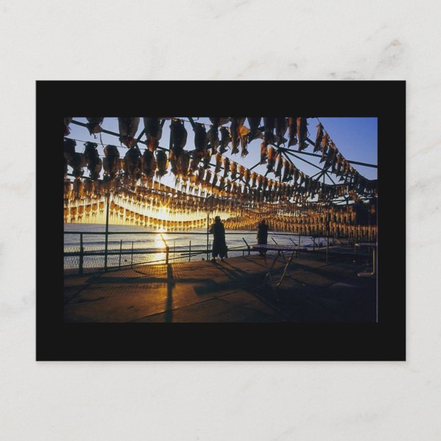 Postal Calamar secante (Anverso)