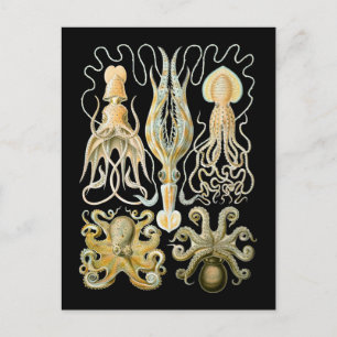 Postal Calamares y octopodos