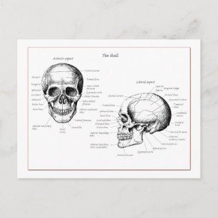 Postal Calavera