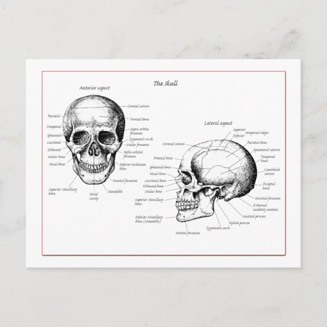 Postal Calavera (Anverso)