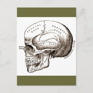 Postal Calavera anatómica antigua
