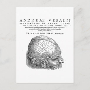 Postal Calavera humana