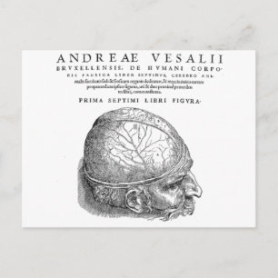 Postal Calavera humana