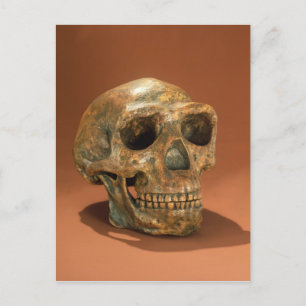 Postal Calavera reconstruida de Peking Man