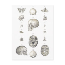 Calavera vintage y anatomía ósea