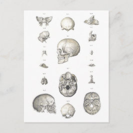 Postal Calavera vintage y anatomía ósea
