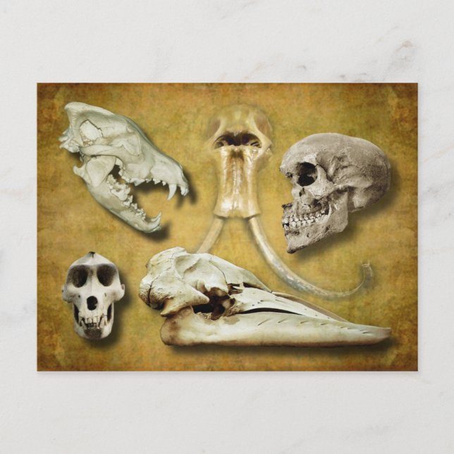 Postal Calaveras: lobo, mamut, humano, babuino, ballena (Anverso)