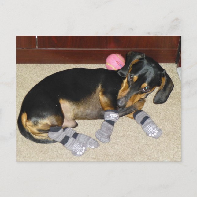 Postal Calcetines Cute Dachshund Con Calzado (Anverso)