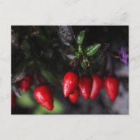 Calderón rojo Salsa Chili Peppers.