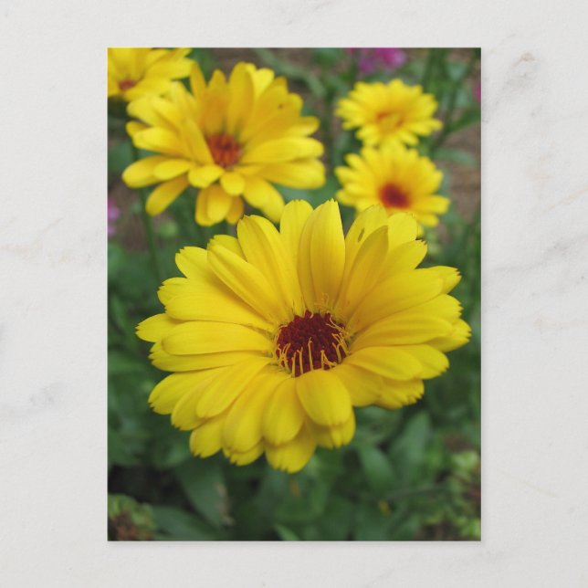 Postal Calendula (Anverso)