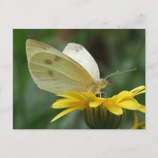 Postal ¡Calendula fiesta!