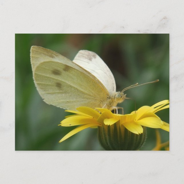 Postal ¡Calendula fiesta! (Anverso)