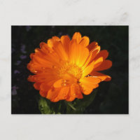 Calendula officinalis