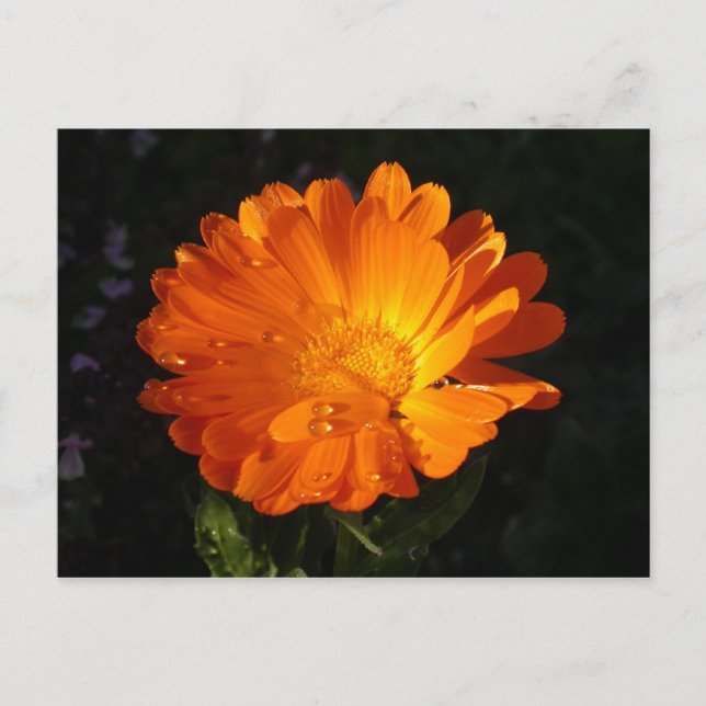 Postal Calendula officinalis (Anverso)