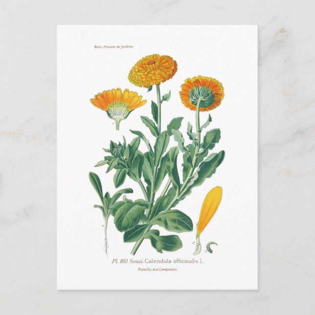 Postal Calendula officinalis (Pot marigold) (Anverso)