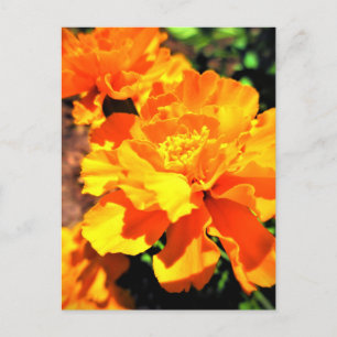 Postal Caléndulas Naranjas Soleadas Flores de Jardín